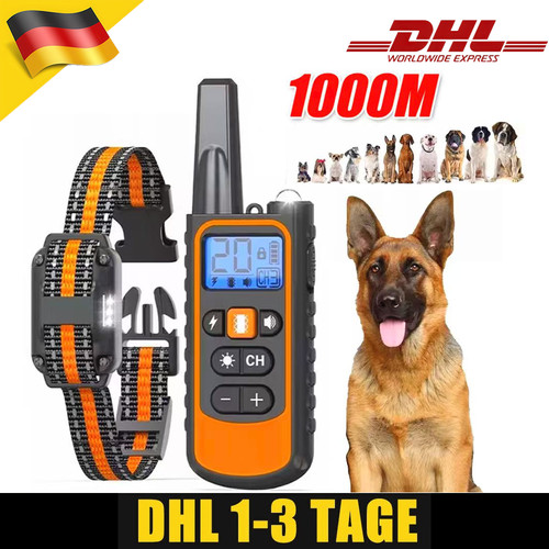 1000m hund ausbildung - hund,